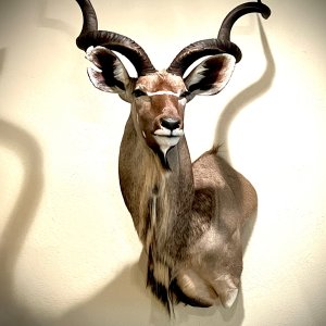 Kudu Shoulder Mount Taxidermy