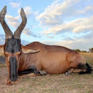 Red Hartebeest with Zana Botes Safari