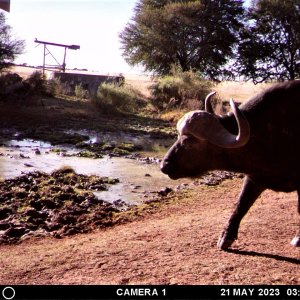 Buffalo Trail Camera South Africa