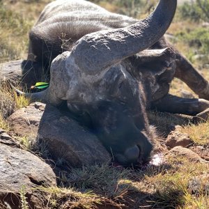 Buffalo Bow Hunt South Africa