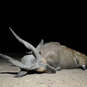 Bushbuck Hunt South Africa