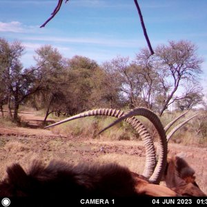 Sable Trail Camera