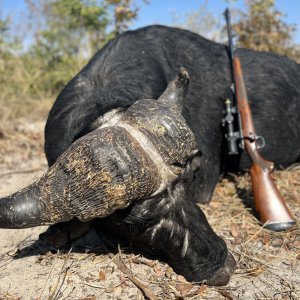 Buffalo Hunt Namibia