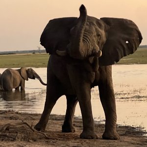 Elephants Namibia