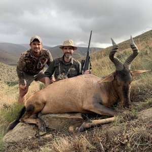 Red Hartebeest South Africa