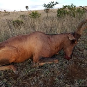 Red Hartebeest Hunt South Africa