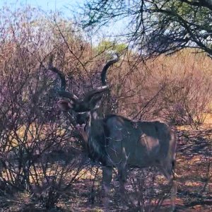 Kudu South Africa