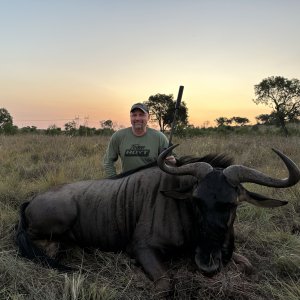 Blue Wildebeest Hunt South Africa