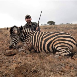 Zebra Hunting