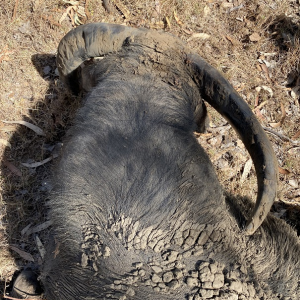 Water Buffalo Hunt Australia