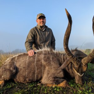 Nyala Hunt South Africa