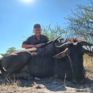 Blue Wildebeest Hunt Botswana