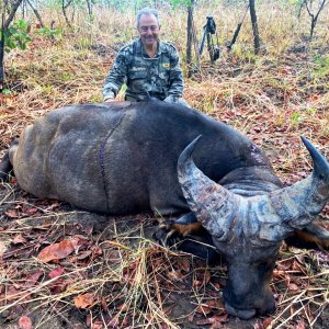 Western Buffalo Hunt Cameroon