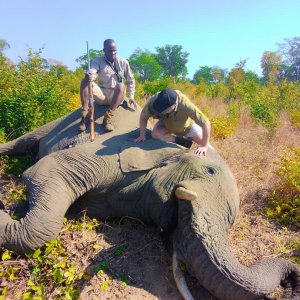 Elephant Hunt Zimbabwe