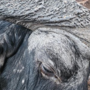 Buffalo Hunting Eastern Cape South Africa