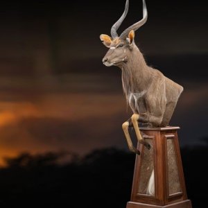 Nyala Pedestal Mount Taxidermy