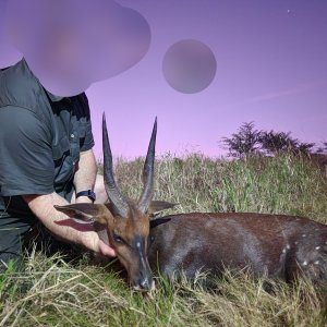 Hunting Bushbuck Eastern Cape South Africa