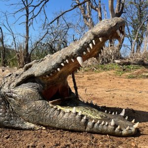 Crocodile Hunt South Africa