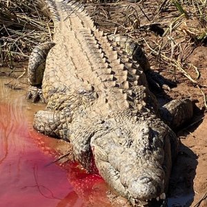 Crocodile Hunt South Africa