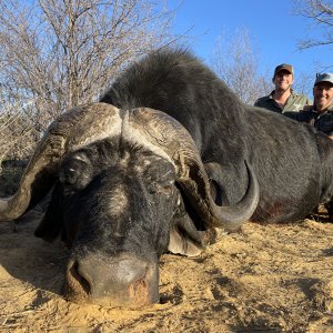 Buffalo Hunting North West Province South Africa | AfricaHunting.com