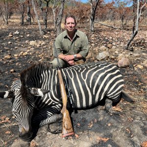 Zebra Hunting Luangwa Valley Zambia