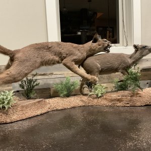 Caracal & Blue Duiker Full Mount Taxidermy