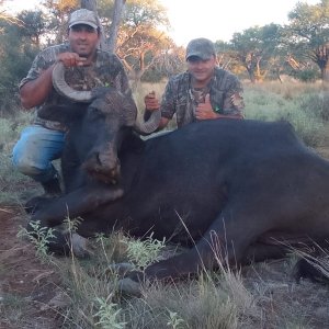 Hunting Asian Water Buffalo Argentina