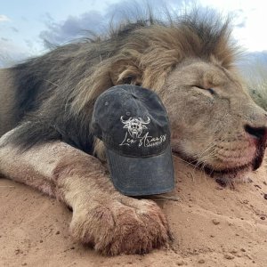 Lion Hunt South Africa | AfricaHunting.com