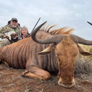 Golden Wildebeest Hunt South Africa