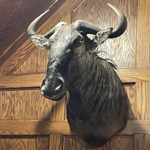 Blue Wildebeest Shoulder Mount