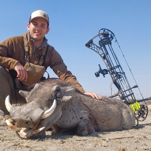 Warthog Bow Hunting Namibia