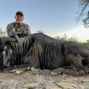 Blue Wildebeest Hunt Namibia