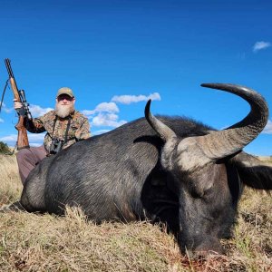 Buffalo Cow Hunt Eastern Cape South Africa