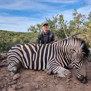 Zebra Hunt Eastern Cape South Africa