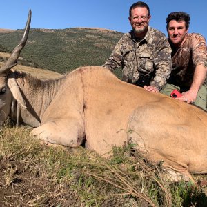 Hunting Cape Eland Winterberg Mountains Eastern Cape South Africa