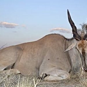 Hunting Eland Namibia