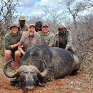 Buffalo Hunting South Africa