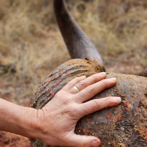 Buffalo Hunting South Africa