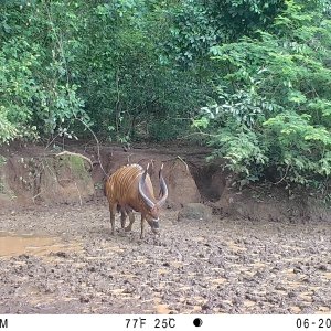 Bongo Trail Camera Central African Republic