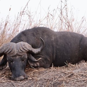 Buffalo Hunting Namibia