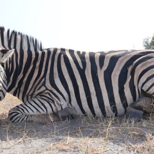 Zebra Hunting Namibia