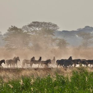 Zebra Caprivi Namibia