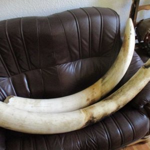 Elephant tusks