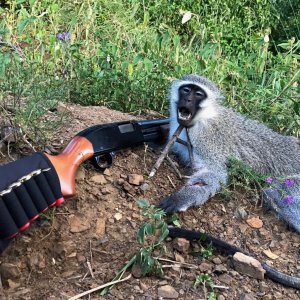 Vervet Monkey Hunt South Africa