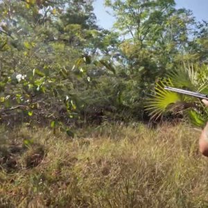 Leopard Hunt With Hounds Mozambique