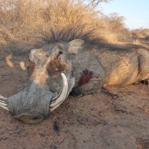 Warthog Hunting South Africa