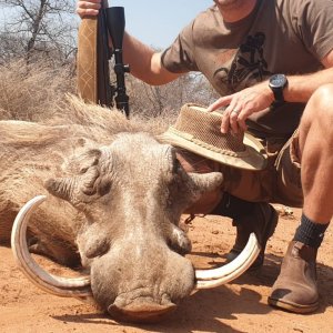 Warthog Hunting South Africa