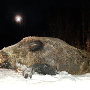 Wild Boar Hunting Transylvania Romania