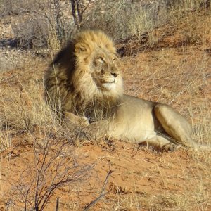 Lion Kgalagadi Gemsbok Park South Africa
