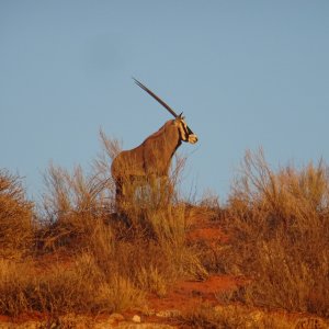 Gemsbok Kgalagadi Gemsbok Park South Africa